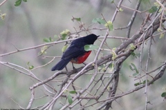 Laniarius erythrogaster