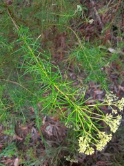 Cassinia laevis