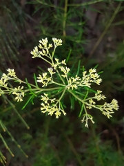 Cassinia laevis