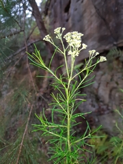 Cassinia laevis