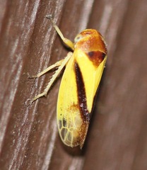 Oncopsis variabilis