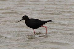 Himantopus novaezelandiae