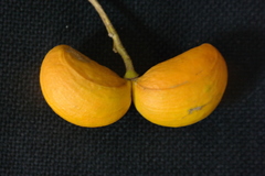 Tabernaemontana litoralis