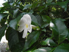 Tabernaemontana litoralis