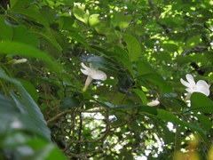 Tabernaemontana litoralis