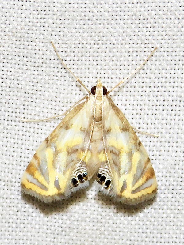 Eoophyla capensis