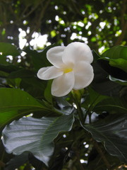 Tabernaemontana litoralis