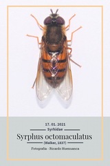 Syrphus octomaculatus
