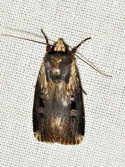 Effractilis effracta