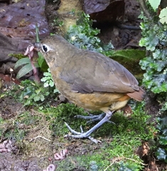 Grallaria haplonota