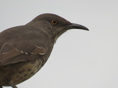 Toxostoma curvirostre