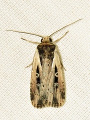 Axylia annularis