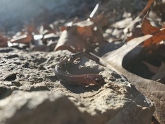 Plethodon dorsalis