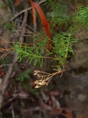 Cassinia laevis