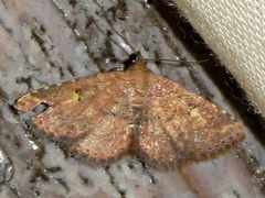 Cerynea thermesialis