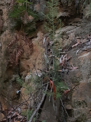 Cassinia laevis