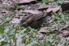 Spermestes cucullata