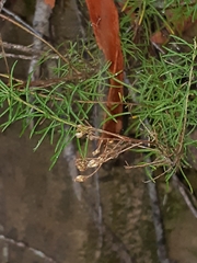 Cassinia laevis