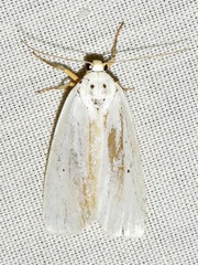 Ilemodes astriga