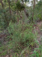 Cassinia laevis