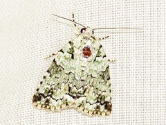 Blenina squamifera