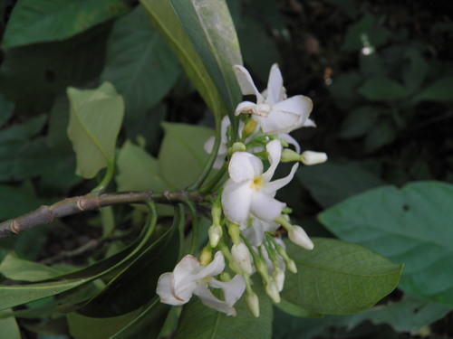 Image of Tabernaemontana arborea by (c) Leonardo O. Alvarado Cárdenas, some rights reserved (CC BY)