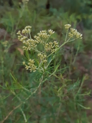 Cassinia laevis