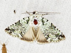 Blenina squamifera