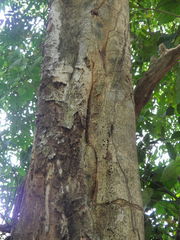 Tabernaemontana arborea