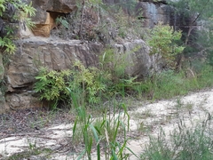 Cassinia laevis