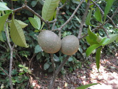 Tabernaemontana arborea