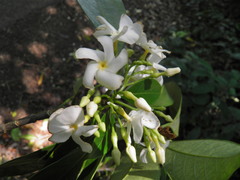 Tabernaemontana arborea