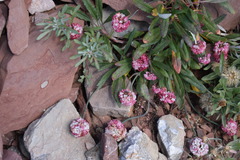 Eriogonum coloradense