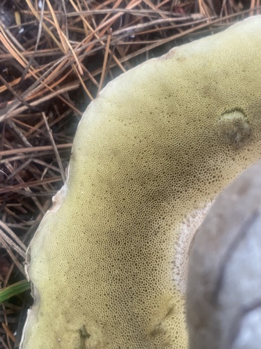Boletus edulis (Photo 8 of 10)