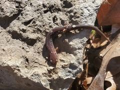 Plethodon dorsalis