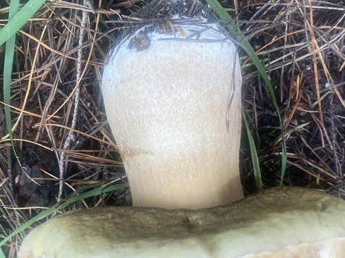 Boletus edulis (Photo 9 of 10)