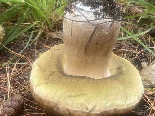 Boletus edulis (Photo 10 of 10)