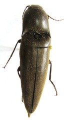 Orthostethus piceus
