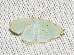 Comostolopsis stillata stillata