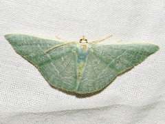 Thalassodes quadraria