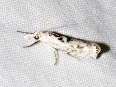 Crambus sparsellus
