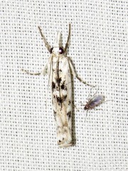 Crambus sparsellus
