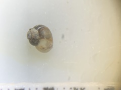 Pyrgulopsis marcida