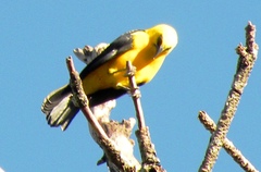 Gymnomystax mexicanus