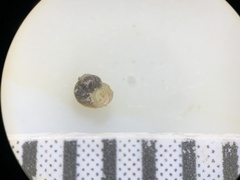 Pyrgulopsis marcida