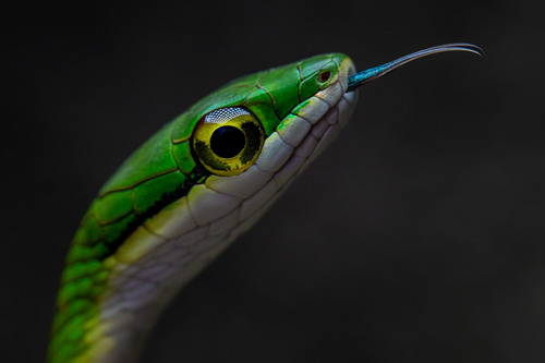 Western Parrot-Snake