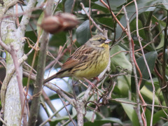 Emberiza personata
