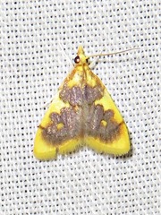 Sameodesma xanthocraspia