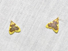 Sameodesma xanthocraspia
