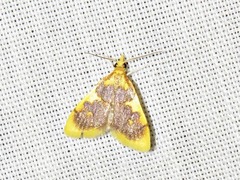 Sameodesma xanthocraspia